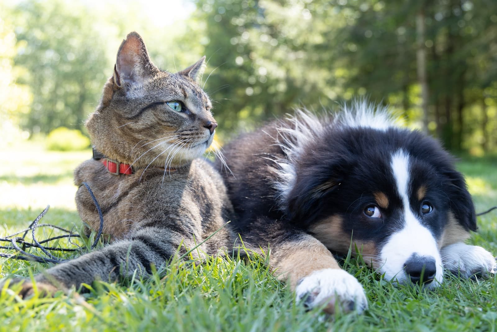 Cats vs Dogs: Binary Classifier with PyTorch CNN